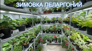 МОЯ ЗИМОВКА ПЕЛАРГОНИЙ. 30.11.25