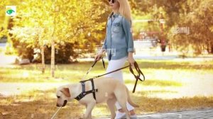 Помогите слепому на улице