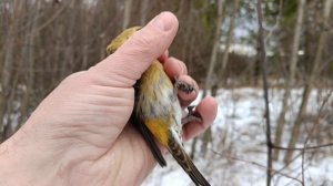 Ловля птиц.