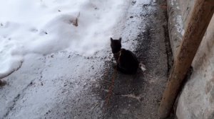 Вышел котик погулять.