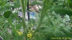 ТЕХНОЛОГИЯ ВЫРАЩИВАНИЯ КРУПНЫХ ТОМАТОВ