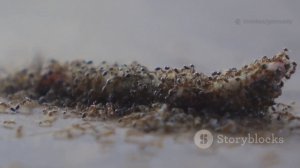 Удивительные факты о муравьях