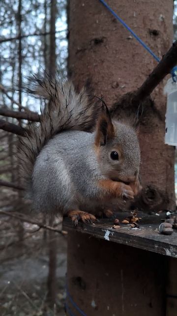 Белка в ельнике
