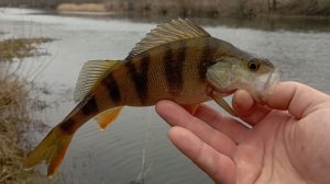 Микроджиг в декабре. Сезон зимнего спиннинга открыт успешно.