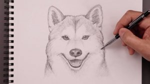 Как нарисовать карандашом волка для начинающих: урок по рисованию (шаг за шагом)