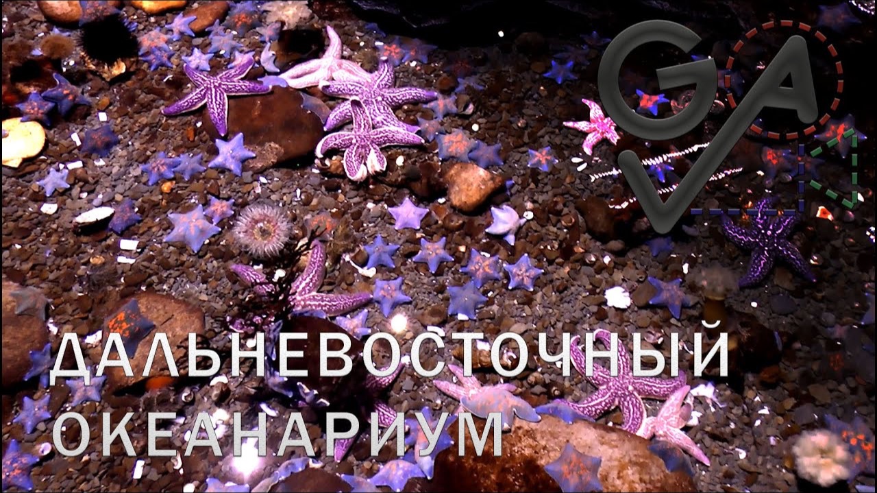 TRAVEL | ДАЛЬНЕВОСТОЧНЫЙ ОКЕАНАРИУМ