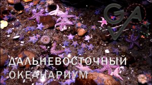 Travel | ДАЛЬНЕВОСТОЧНЫЙ ОКЕАНАРИУМ