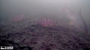 Клев Щуки на Жерлицы Зимой на Бесплатном Пруду открытие сезона #рыбалка #рыбалка2025