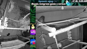 Волнистые попугаи 🦜🦜🦜 | авиарий на балконе📍