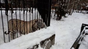 Бенгальскому тигру Кови очень нравится играть 27.11.2025