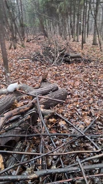 Бельчонок опасается подойти за орехами