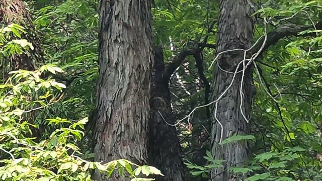 Прогулка в национальный парк Грэйт Хималаян