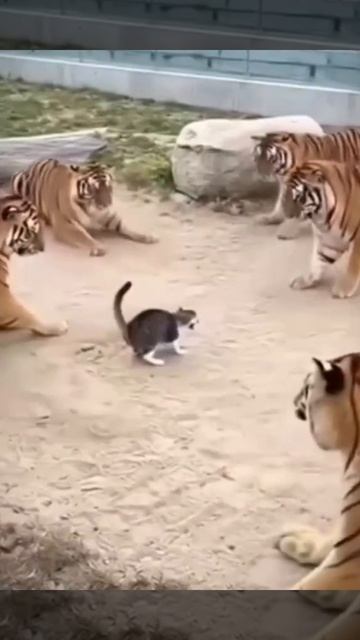 Кот против Тигров