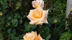 ВИДЕО ПВН  АВ   (368)