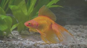 Рыбка Золотая