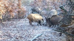 Видео фото ловушки кабаны