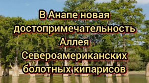 82 #Анапа #кипарисы #новая достопримечательность #море 30-11-2025