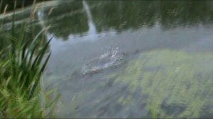 Маленькие колебалки, часто приподносят, Жесть😀Реальная рыбалка😁🤦