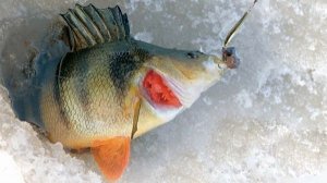 Зимняя рыбалка. Ловлю мелочевку. Рыбалка в с. Молька. Жизнь рыбака, рассказы, история