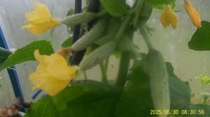 КАК ПОЛУЧАТЬ 20 кг ОГУРЦОВ с ОДНОГО  КУСТА