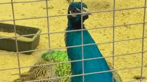 В гостях у животных и птиц Страусиная ферма