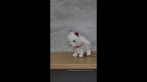 copy_AD1CAD31-A15D-44AA-A275-774019EB7B5A