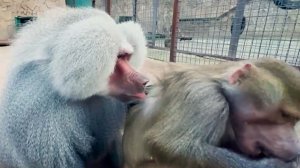 У Люси нет имущества и территории, всё Лиды и Елисея! Но Елисей ее любит и ухаживает! Гамадрилы