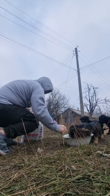 Разбираем Овчарок ещё осталось 5 штук! Оказывается их было 6-ть!
Все красавцы 
антоханадвиже