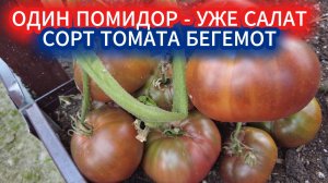 Хотите томаты‑гиганты? Сорта помидоров серии «Бегемот» — забирайте на грядку‑2026!