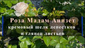 Роза Мадам Анизет - кремовый шелк лепестков и глянец листьев