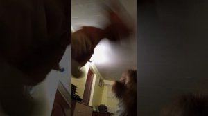 7 часть драка с лютиком, и я помогаю лютику сражаться с игрушечной собакой, духой собакой духом.