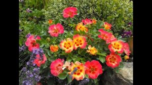 Розы в саду. Гибриды розы персидской, новинки для сада