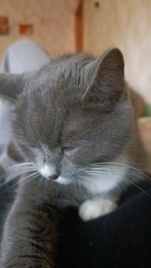 99 ночей от мышки