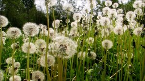Море одуванчиков с пением птиц ( к сожалению шум камеры )