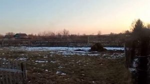 Мало молока и доить не охота/Жизнь в деревне/