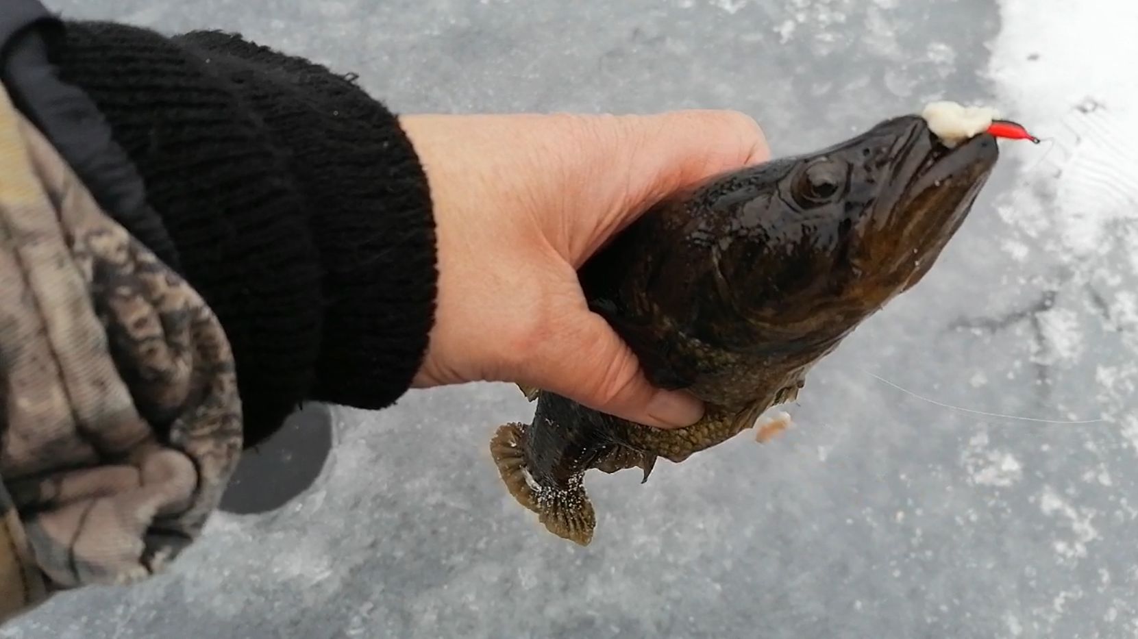 Ловля ротана по первому льду.