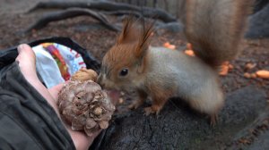 Шишка для Рыжей. Зарисовка