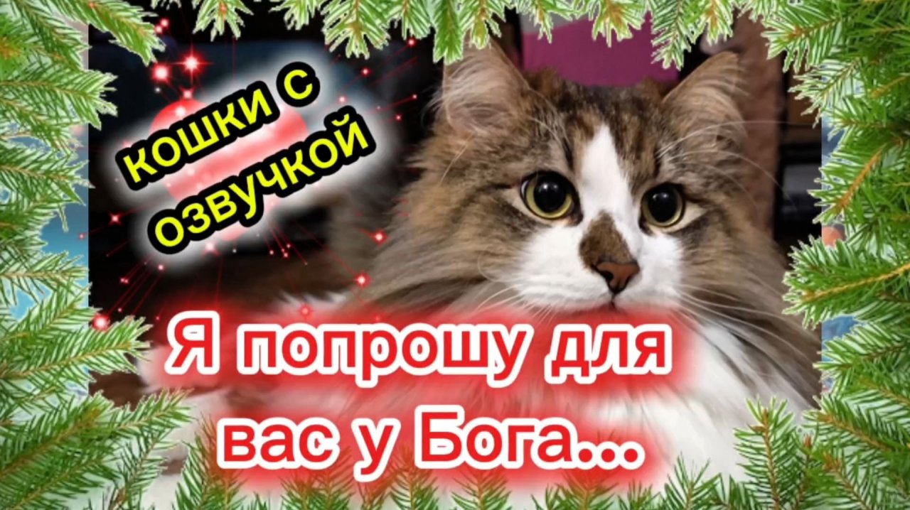 КОШКИ С ОЗВУЧКОЙ. Я попрошу для вас у Бога...