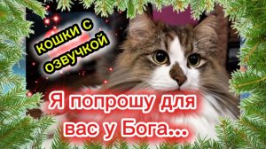 КОШКИ С ОЗВУЧКОЙ. Я попрошу для вас у Бога...