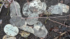 контора. коп с металлоискателем