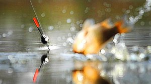 Лучшая зимняя рыбалка. Показываю свой улов. Смотреть до конца. Рыбачу на удочку. Речная рыба