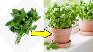 Базилик из магазина превращаю в растение! Работает даже зимой