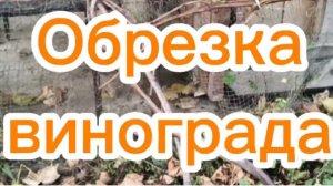 Обрезка винограда.