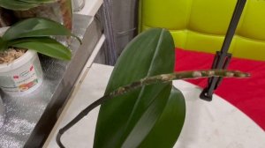 Обнаружила паразита на орхидее! Дабл Фейс от всех проблем!