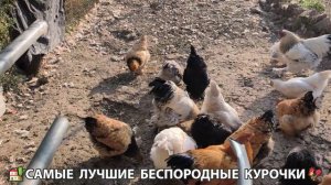 Цыплята и Курочки селяночки лучшие беспородные несушки 🥚 (396)