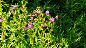 Травы вдоль дороги