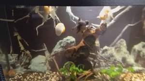 Мои аквариумы 30.11.2025г.