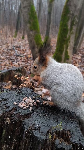 Встретилась знакомая белка