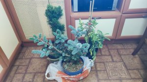 Хвойные новинки 2025 в нашем саду