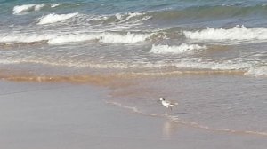 Серая цапля на прогулке